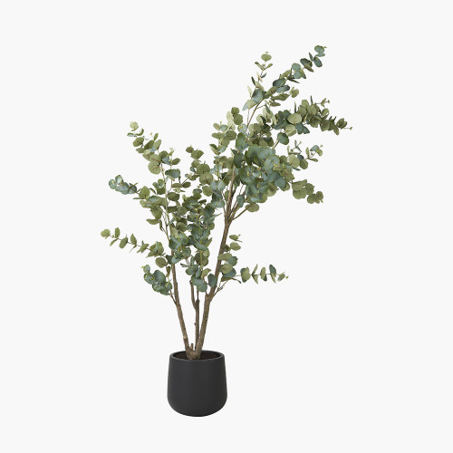 Large Eucalyptus Tree in Pot