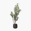 Eucalyptus Tree in Pot