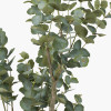 Eucalyptus Tree in Pot