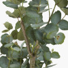 Eucalyptus Tree in Pot