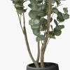Eucalyptus Tree in Pot
