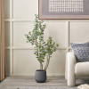 Eucalyptus Tree in Pot