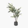 Large Eucalyptus Tree in Pot