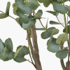 Large Eucalyptus Tree in Pot