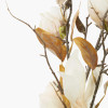 Natural Cream Magnolia Pack of 6