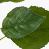 Green  Hydrangea Leaf Pack of 6