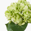 Green Hydrangea Pack of 6