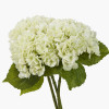 White Hydrangea Pack of 6